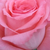 Roze - Theehybriden - Bel Ange®